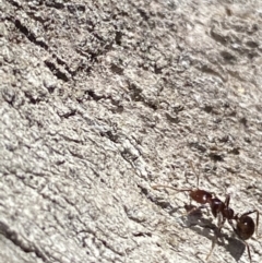 Papyrius sp. (genus) at Macarthur, ACT - suppressed