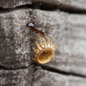 Papyrius sp. (genus) at Macarthur, ACT - suppressed