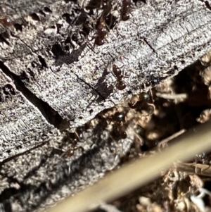 Papyrius sp. (genus) at Macarthur, ACT - 1 Sep 2021