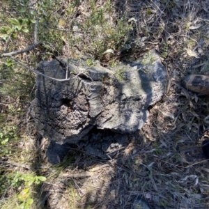 Papyrius sp. (genus) at Macarthur, ACT - suppressed