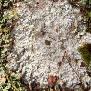 Lichen - crustose at Murrumbateman, NSW - 17 Aug 2021