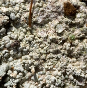 Lichen - crustose at Murrumbateman, NSW - 17 Aug 2021