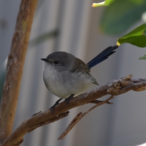 Malurus cyaneus at Holt, ACT - 18 Apr 2021