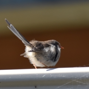 Malurus cyaneus at Holt, ACT - 18 Apr 2021