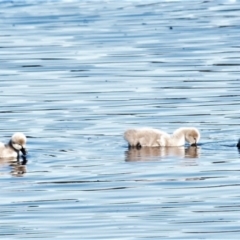 Cygnus atratus (Black Swan) at Jerrabomberra Wetlands - 30 May 2021 by Sammyj87