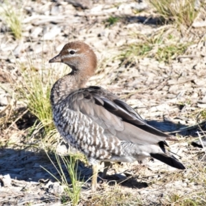 Chenonetta jubata at Fyshwick, ACT - 30 May 2021