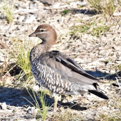 Chenonetta jubata (Australian Wood Duck) at Jerrabomberra Wetlands - 30 May 2021 by Sammyj87