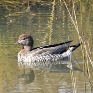 Chenonetta jubata at Fyshwick, ACT - 30 May 2021 11:35 AM