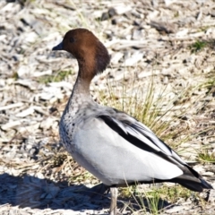 Chenonetta jubata (Australian Wood Duck) at Fyshwick, ACT - 30 May 2021 by Sammyj87