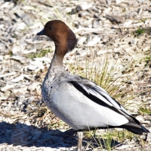 Chenonetta jubata at Fyshwick, ACT - 30 May 2021