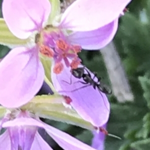 Formicidae (family) at Deakin, ACT - 13 Aug 2021