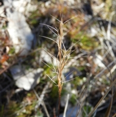 Aristida ramosa (Purple Wire Grass) at Kambah, ACT - 15 Aug 2021 by MatthewFrawley