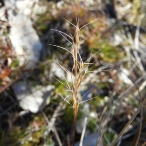 Aristida ramosa at Kambah, ACT - 15 Aug 2021