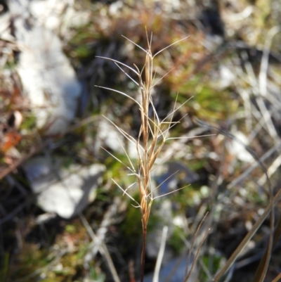 Aristida ramosa (Purple Wire Grass) at Kambah, ACT - 15 Aug 2021 by MatthewFrawley