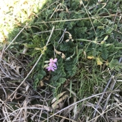 Erodium cicutarium at Deakin, ACT - 13 Aug 2021 01:26 PM