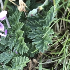 Erodium cicutarium at Deakin, ACT - 13 Aug 2021 01:26 PM