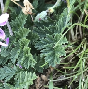 Erodium cicutarium at Deakin, ACT - 13 Aug 2021 01:26 PM