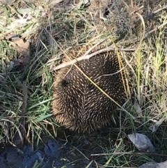 Tachyglossus aculeatus (Short-beaked Echidna) at Deakin, ACT - 13 Aug 2021 by Tapirlord