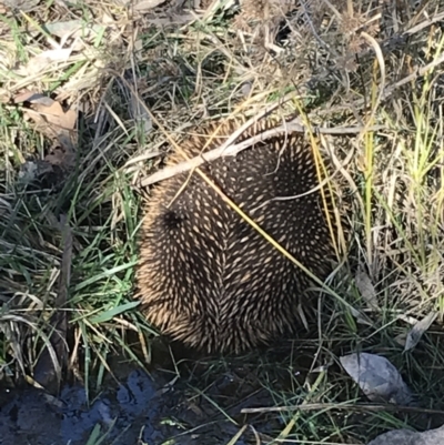Tachyglossus aculeatus (Short-beaked Echidna) at Red Hill Nature Reserve - 13 Aug 2021 by Tapirlord