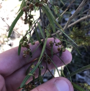 Dodonaea viscosa subsp. angustissima at Deakin, ACT - 13 Aug 2021