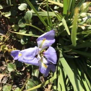 Iris unguicularis at Deakin, ACT - 13 Aug 2021 02:27 PM