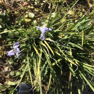 Iris unguicularis at Deakin, ACT - 13 Aug 2021