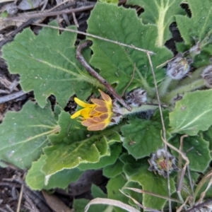 Cymbonotus sp. (preissianus or lawsonianus) at Kambah, ACT - 15 Aug 2021