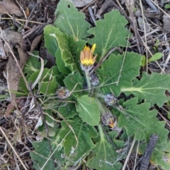 Cymbonotus sp. (preissianus or lawsonianus) at Kambah, ACT - 15 Aug 2021