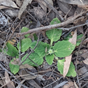 Cymbonotus sp. (preissianus or lawsonianus) at Kambah, ACT - 15 Aug 2021