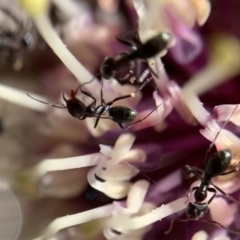 Iridomyrmex rufoniger (Tufted Tyrant Ant) at Murrumbateman, NSW - 17 Aug 2021 by SimoneC