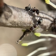 Iridomyrmex rufoniger at Murrumbateman, NSW - 17 Aug 2021