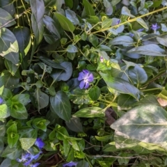 Vinca major (Blue Periwinkle) at Tuggeranong DC, ACT - 17 Aug 2021 by HelenCross