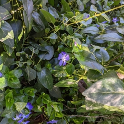 Vinca major (Blue Periwinkle) at Tuggeranong DC, ACT - 17 Aug 2021 by HelenCross