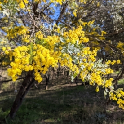 Acacia baileyana (Cootamundra Wattle, Golden Mimosa) at Tuggeranong DC, ACT - 16 Aug 2021 by HelenCross