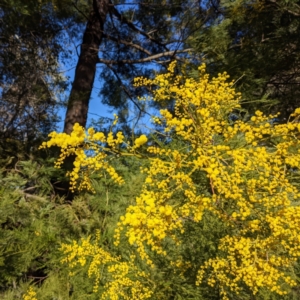 Acacia decurrens at Tuggeranong DC, ACT - 17 Aug 2021