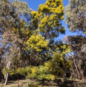 Acacia decurrens at Tuggeranong DC, ACT - 17 Aug 2021