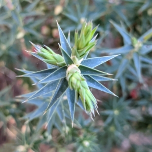 Melichrus urceolatus at Kambah, ACT - 15 Aug 2021 04:52 PM