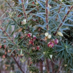 Melichrus urceolatus at Kambah, ACT - 15 Aug 2021 04:52 PM