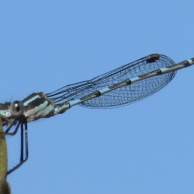 Austrolestes leda (Wandering Ringtail) at Narrabundah, ACT - 13 Aug 2021 by RobParnell