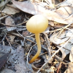 Unidentified Cap on a stem; gills below cap [mushrooms or mushroom-like] at Mount Painter - 15 Aug 2021 by drakes
