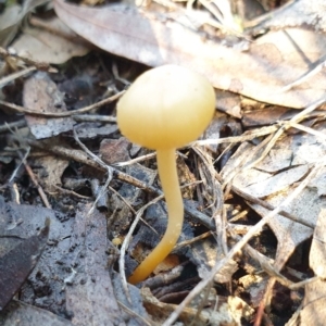 Hygrocybe sp. at Cook, ACT - 16 Aug 2021 09:55 AM