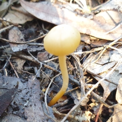 Unidentified Cap on a stem; gills below cap [mushrooms or mushroom-like] at Mount Painter - 15 Aug 2021 by drakes