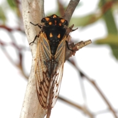 Macrotristria angularis (Cherrynose) at Lake Cargelligo, NSW - 24 Jan 2008 by Harrisi