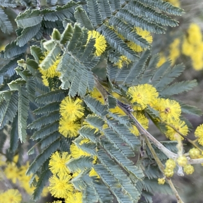 Acacia dealbata (Silver Wattle) at Majura, ACT - 17 Aug 2021 by JaneR