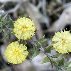 Acacia gunnii (Ploughshare Wattle) at Downer, ACT - 17 Aug 2021 by JaneR