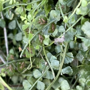 Asplenium flabellifolium at Majura, ACT - 17 Aug 2021