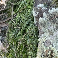 Asplenium flabellifolium at Majura, ACT - 17 Aug 2021