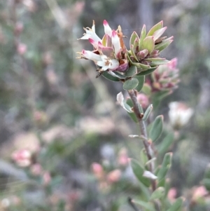 Brachyloma daphnoides at Downer, ACT - 17 Aug 2021