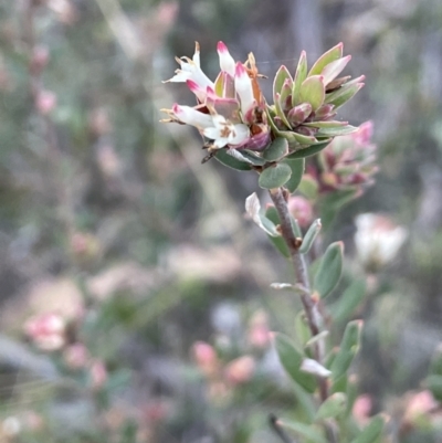Brachyloma daphnoides (Daphne Heath) at Downer, ACT - 17 Aug 2021 by JaneR