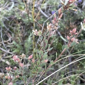 Brachyloma daphnoides at Downer, ACT - 17 Aug 2021